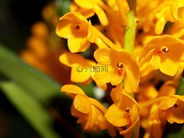 蘭花,花,光明