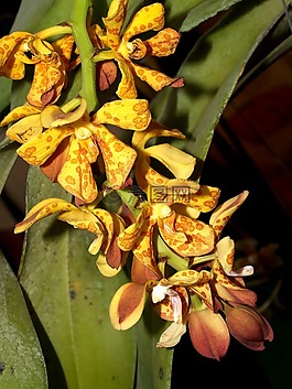 蘭花,花,光明