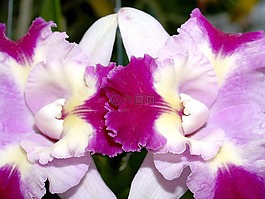 蘭花,花,光明