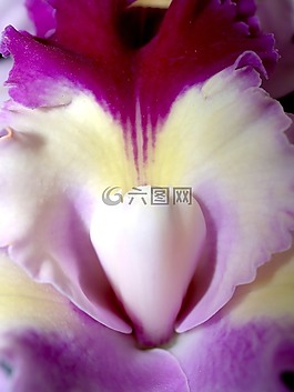 蘭花,花,光明