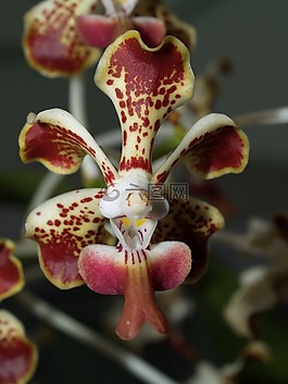 蘭花,花,光明