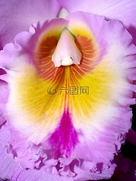 蘭花,花,光明