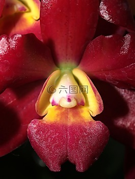 蘭花,花,光明