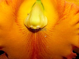 蘭花,花,光明