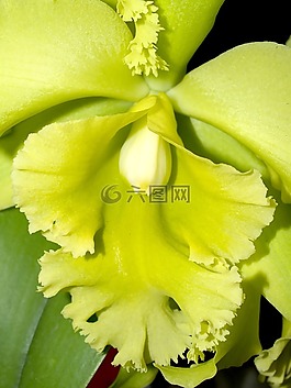 蘭花,花,光明