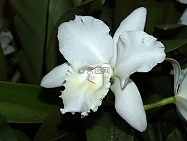 蘭花,花,光明