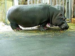 河馬,動物園