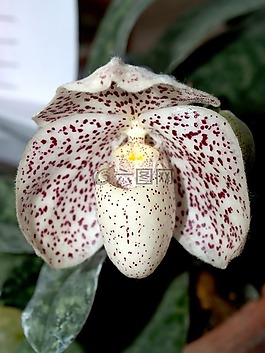 蘭花,花,光明