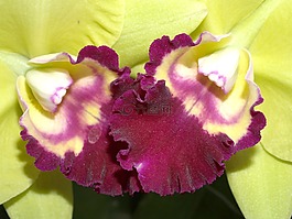 蘭花,花,光明