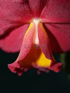蘭花,花,光明
