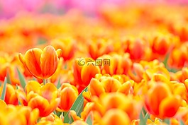 大自然,明亮,花