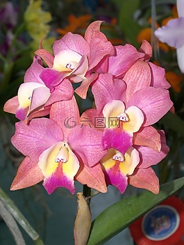 蘭花,花,光明