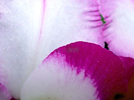 蘭花,花,光明