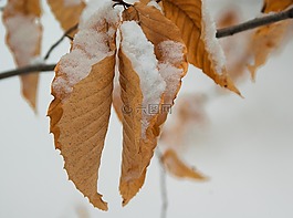 葉子,雪,冬天