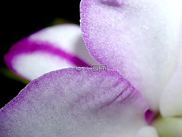 蘭花,花,光明