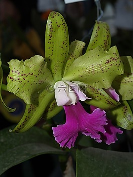 蘭花,花,光明