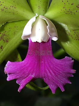 蘭花,花,光明