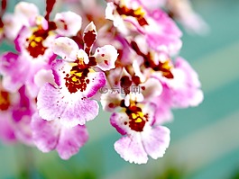 蘭花,花,光明