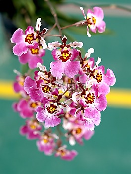蘭花,花,光明