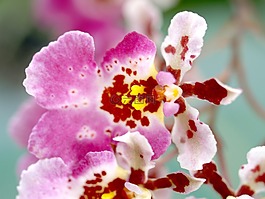 蘭花,花,光明