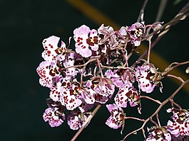 蘭花,花,光明