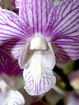 蘭花,花,光明