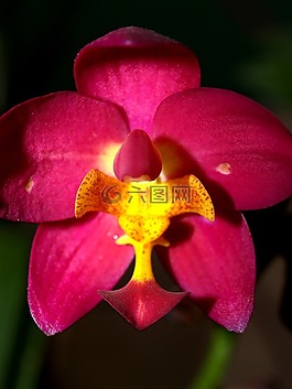 蘭花,花,光明