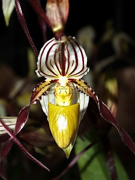 蘭花,花,光明