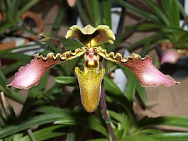 蘭花,花,光明