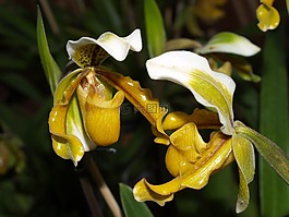 蘭花,花,光明