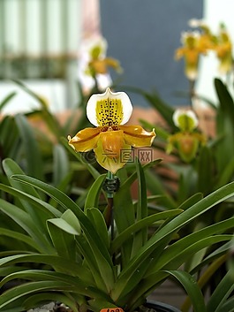 蘭花,花,光明