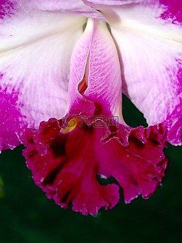 蘭花,花,光明