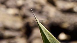 沙漠中的美味多汁的,如果仙人掌,點(diǎn)