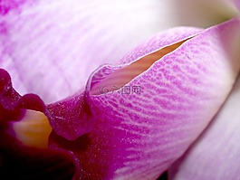 蘭花,花,光明