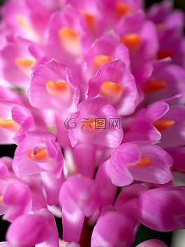 蘭花,花,光明