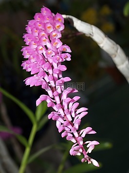 蘭花,花,光明