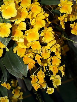 蘭花,花,光明