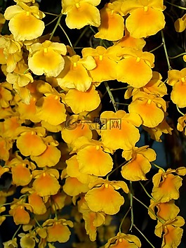 蘭花,花,光明