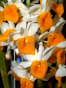 蘭花,花,光明