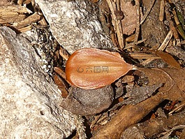 beechnut,水果,榉木