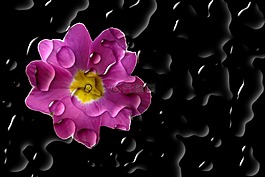 花,開花,報(bào)春花