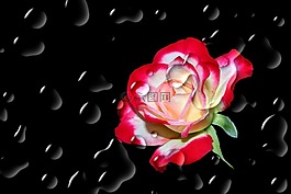 花,開花,玫瑰