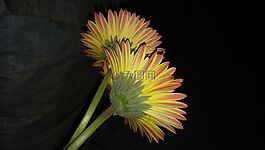 自然,花,光明