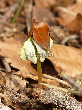 細(xì)菌,幼苗,采穗圃