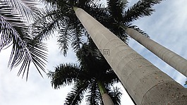 椰子树,光,ceu