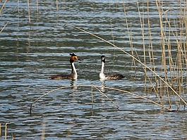 大鳳頭只鹓,podiceps cristatus,水禽