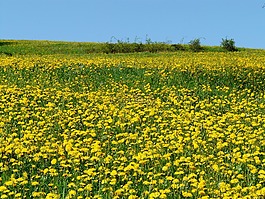 蒲公英,黃色,盛開(kāi)