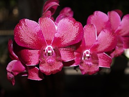 蘭花,花,光明