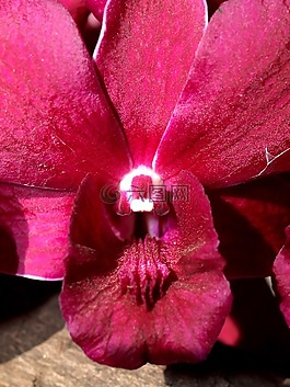 蘭花,花,光明