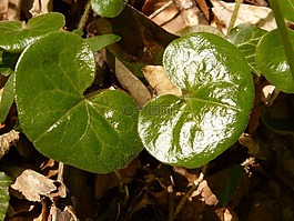 普通 haselwurz,廠,森林植物